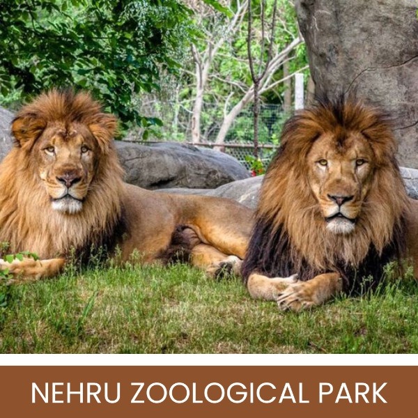 nehru zoo image